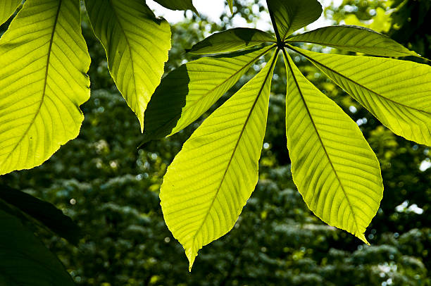 istock Big leaf of fresh green 530426642