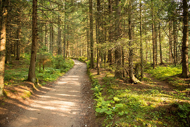 istock Path among the trees in summer forest. Green nature. 530426782