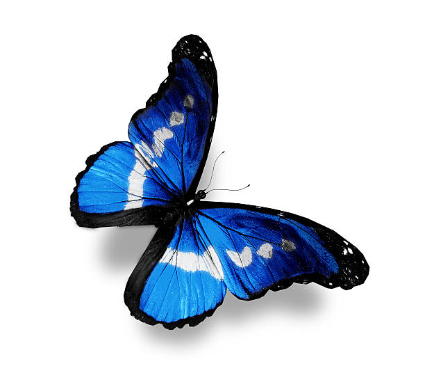 istock Dark blue butterfly morpho, isolated on white 530426853