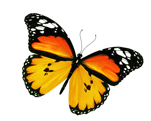 istock Orange butterfly, isolated on white background 530426861