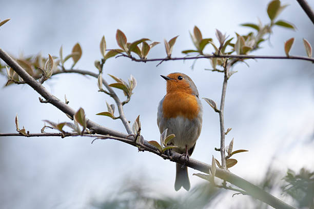 istock Robin (Erithacus rubecula).Wild bird in a natural habitat. 530427067
