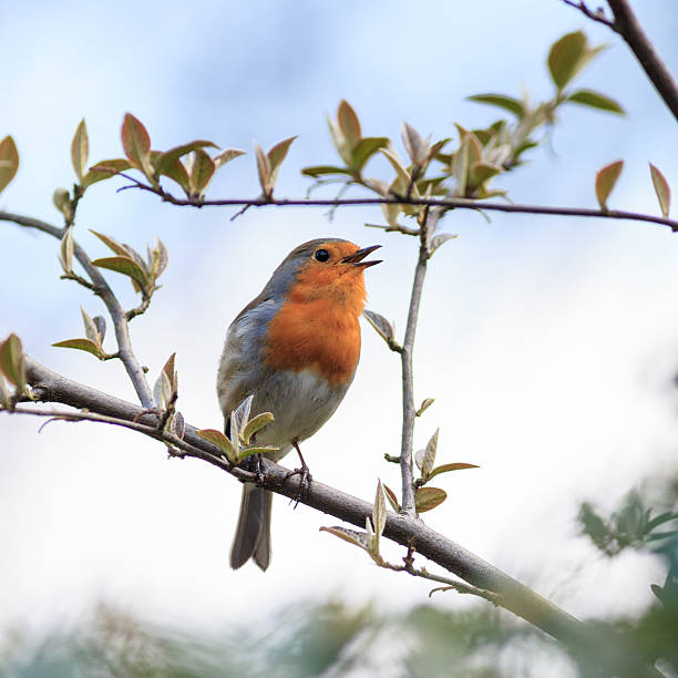 robin (erithacus rubecula) .wild uccello in habitat naturale. - bird warbler birdsong singing foto e immagini stock