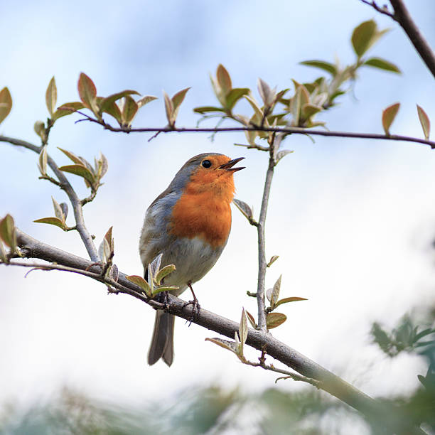 istock Robin (Erithacus rubecula).Wild bird in a natural habitat. 530427069