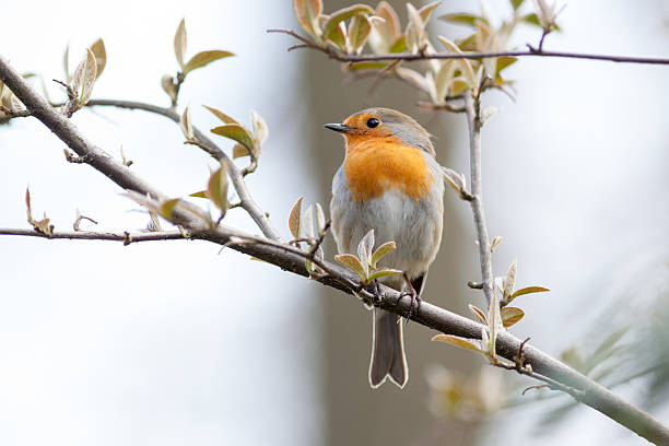 istock Robin (Erithacus rubecula).Wild bird in a natural habitat. 530427073