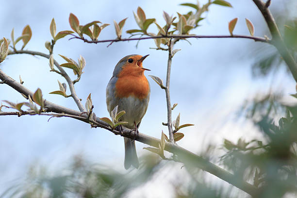 robin (erithacus rubecula) .wild vögel in ihrem natürlichen lebensraum. - rotkehlchen stock-fotos und bilder