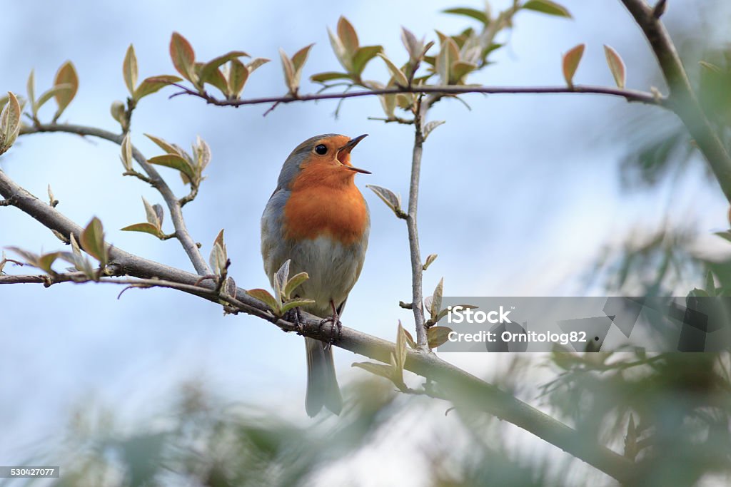 Robin (Erithacus rubecula).Wild bird in a natural habitat. Wildeshausen (Low Saxon Birdsong Stock Photo