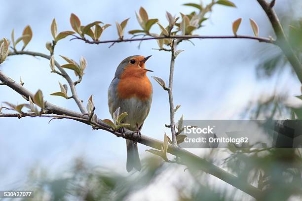 Robin Wild Bird In A Natural Habitat Stock Photo - Download Image Now