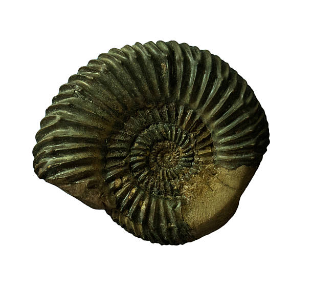 istock The Ammonites fossiles  on  whte background 530427207