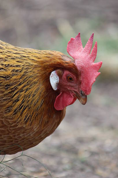 Italiener2 Stock Photo - Download Image Now - Bantam, Chicken - Bird, No People - iStock Italiener2 Stock Photo - Download Image Now - Bantam, Chicken - Bird, No People - iStock