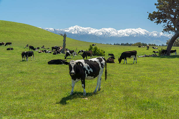 istock Grazing cows. New Zealand 530427333