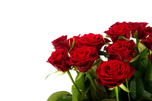 Red rose and rose petals on a wooden table. Valentines day