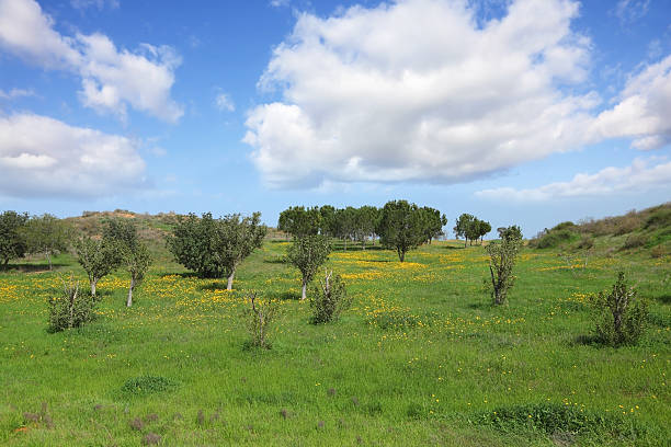 istock Early spring in southern Israel. 530427715