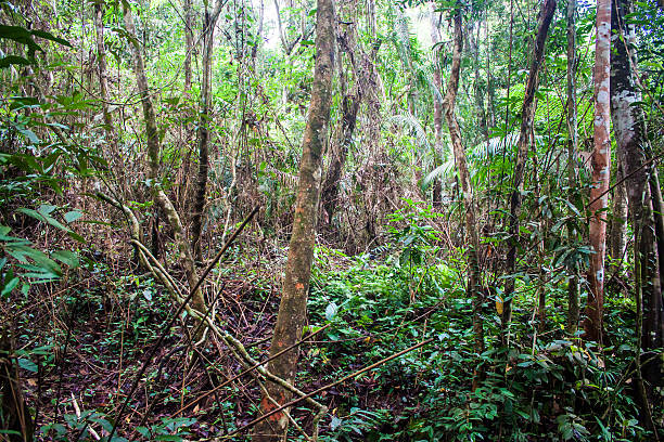 istock Jungle at Khao Yai National Park 530427883