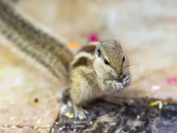 Photo of Squirrel in Udaipur