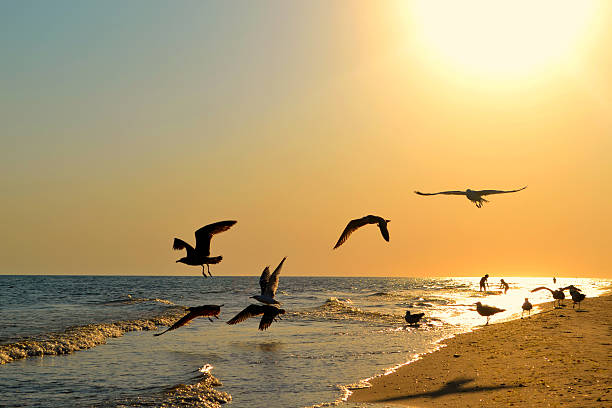 istock Seagulls over the sea 530427940