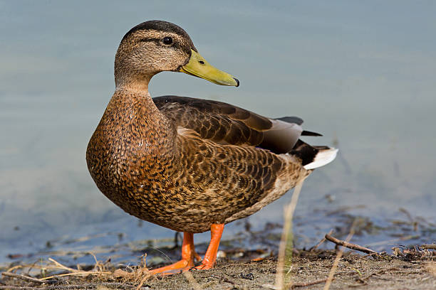 istock Beautiful mallard duck standing on sand and posing 530428015