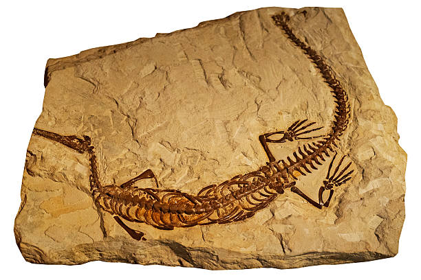Fossil of ancient reptile in rock Fossil of ancient reptile in the rock fossil stock pictures, royalty-free photos & images