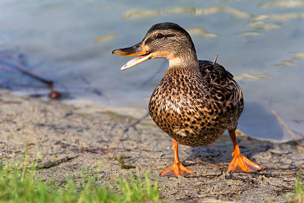 istock Portrait of a duck with open beak 530428919