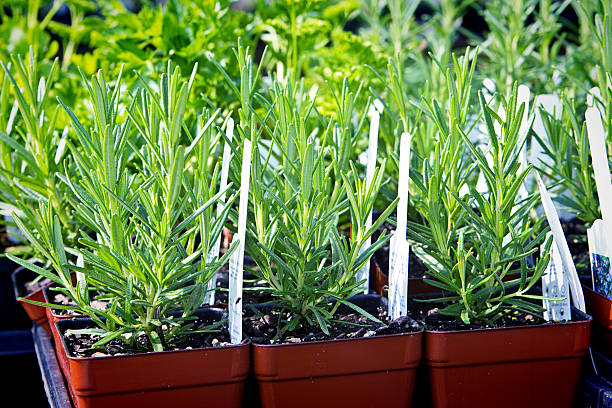 Rosemary Herb Plant Vegetable Garden, Fresh Green Leaf Sprigs Close-up Close-up of kitchen herb rosemary plants in the herb vegetable garden. The fresh green leaf sprigs are a natural ingredient for adding flavor and seasoning to food. They may be organically grown and cultivated for healthy eating in a vegetarian diet. rosemary seedlings stock pictures, royalty-free photos & images