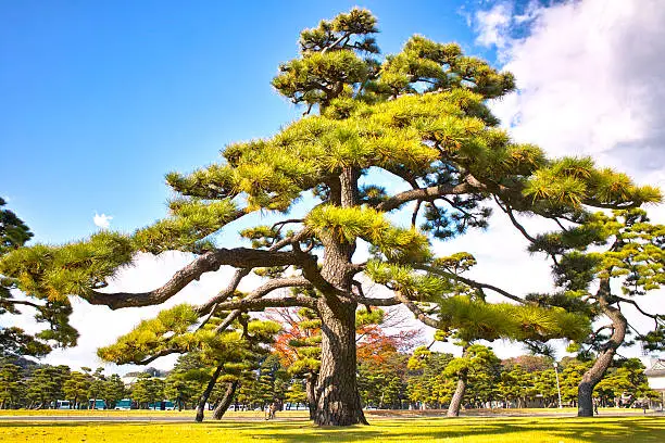 This landscape is a Japanese black pine of the Imperial Palace outside the park as seen from the Uchibori street.