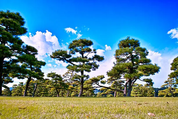 This landscape is a Japanese black pine of the Imperial Palace outside the park as seen from the Uchibori street.