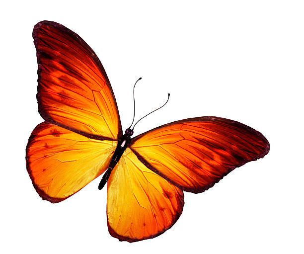 istock Orange butterfly, isolated on white background 530429833