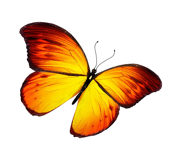 istock Orange butterfly flying, isolated on white background 530429983