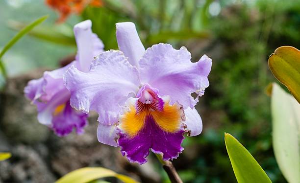 Beautiful Purple Orchid A beautiful orchid. belle isle stock pictures, royalty-free photos & images