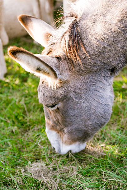 istock yummy says this donkey eating grass 530430902