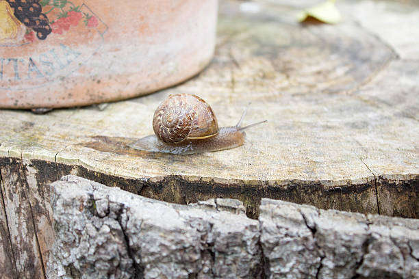 istock Burgundy snail moving on the tree trunk 530431536