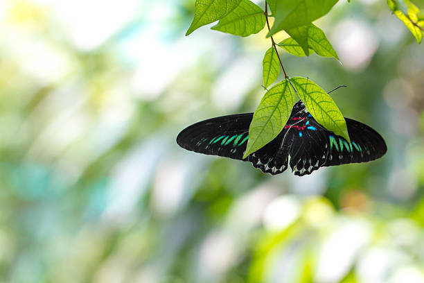 istock Rajah Brooke butterfly in a garden 530431670