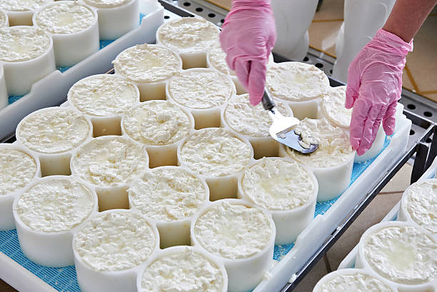 istock Alignment of cheese material in molds for production camembert 530432014