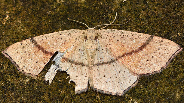 istock Maiden's blush (Cyclophora punctaria) after bird attack 530432022