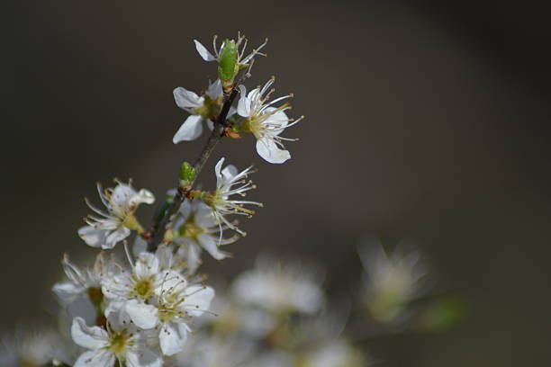 istock Flowers of spring 530432750