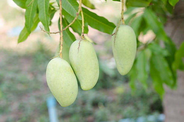 istock Mango on tree in plantation, in Thailand 530432800