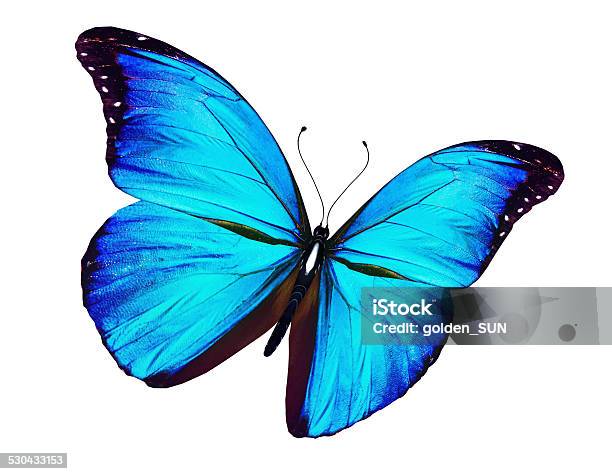 Blue Butterfly Flying Isolated On White Stock Photo - Download Image Now - Backgrounds, Blue, Celebration