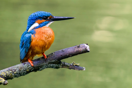 Common Kingfishers (Alcedo atthis), also known as the Eurasian Kingfisher or River Kingfisher sitting on a branch overlooking a small pond.