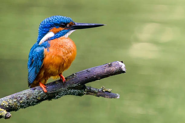 kingfisher bird comum em um galho - guarda rios - fotografias e filmes do acervo