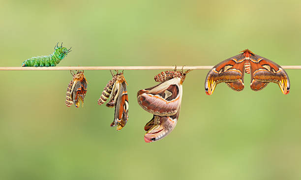 istock Life cycle of attacus atlas moth 530433316