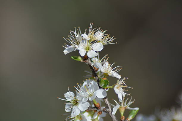 istock Flowers of spring 530433336
