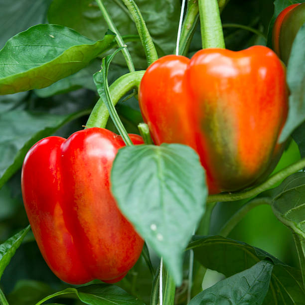 istock Paprika Greenhouse 530433577