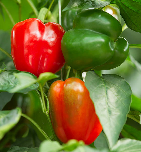 páprika greenhouse - greenhouse pepper vegetable garden agriculture fotografías e imágenes de stock