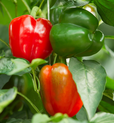 Red and green bell peppers growing in a greenhouse