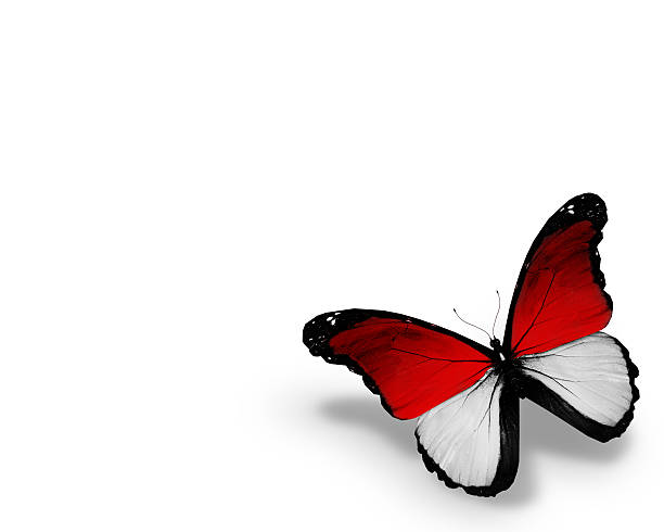 istock Monegasque flag butterfly, isolated on white background 530433987