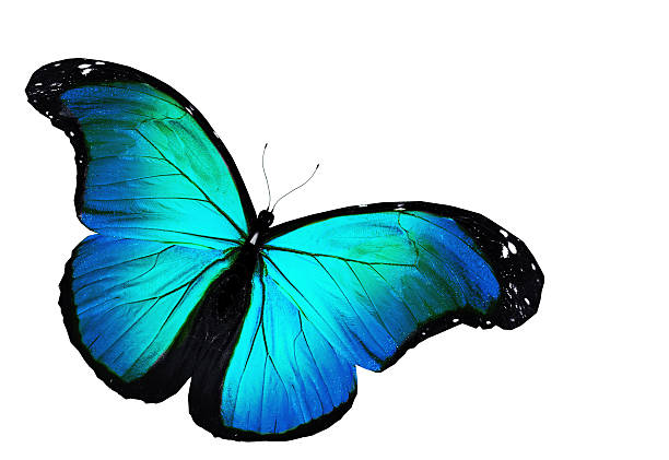 istock Blue butterfly flying, isolated on white 530434135
