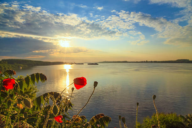 Poppies on the Danube bank in the spring stock photo