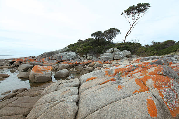 istock Binalong beach, Tasmania 530434598