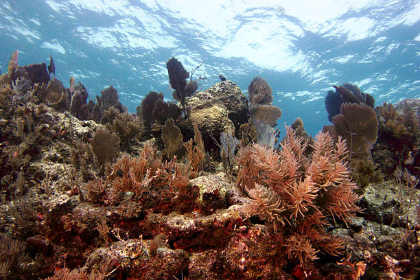 Reefscape 3 Fish and corals on Molasses Reef, Key Largo, Florida in the Florida Keys National Marine Sanctuary. grunt fish photos stock pictures, royalty-free photos & images