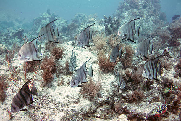 Spage Fish 50+ Atlantic Spadefish Photos Stock Photos, Pictures & Royalty-Free ...