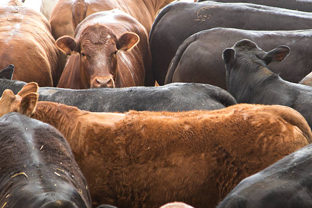 istock Large group of cattle in a field 530434982